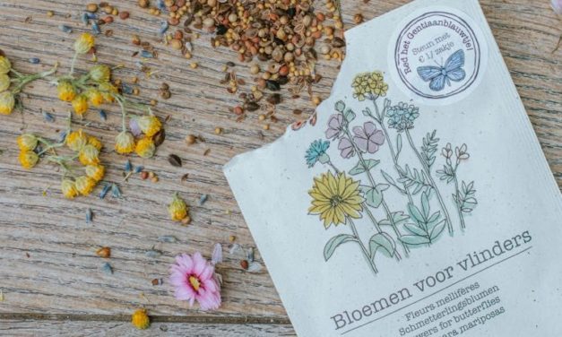 Dille & Kamille en Staatsbosbeheer werken samen om vlinders te beschermen