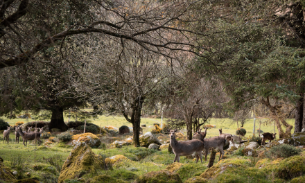 Premium artikel uit Home Deco Business Magazine: ‘Duurzame geurbeleving uit de Wicklow Mountains’